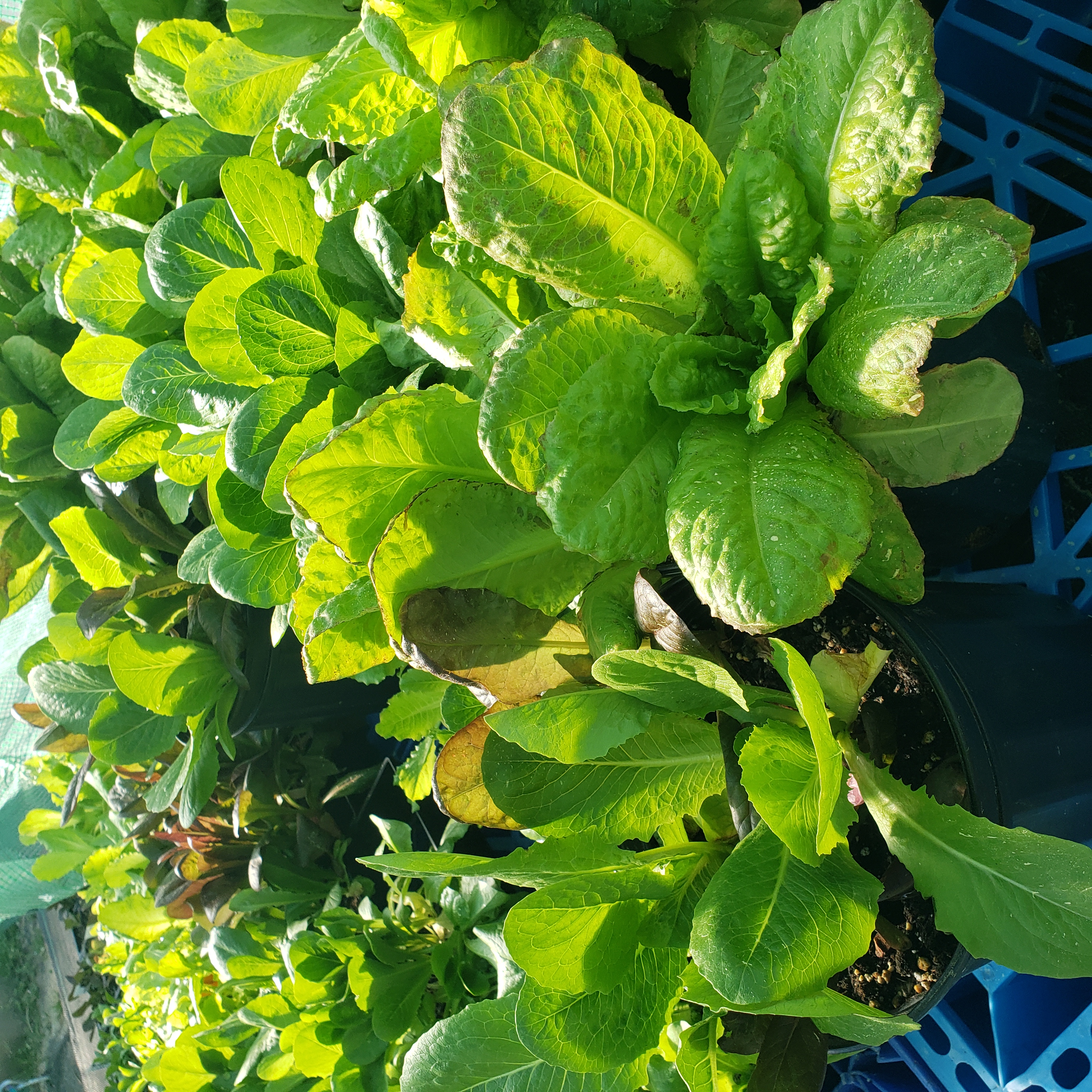 green romaine lettuce