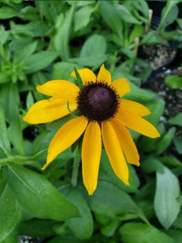 Rudbeckia (black eye Susan)