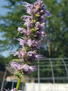 anise hyssop