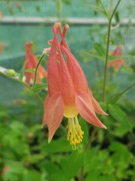 red columbine