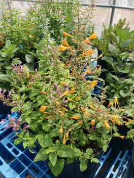 agastache (hummingbird mint)