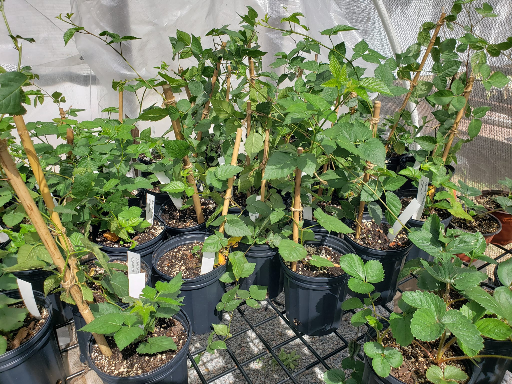 thornless blackberries