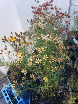coreopsis