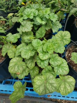 huechera coral bells plant