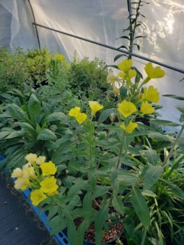 evening primrose plant